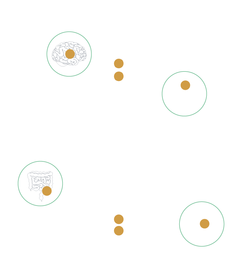 Orinova schéma anatomie
