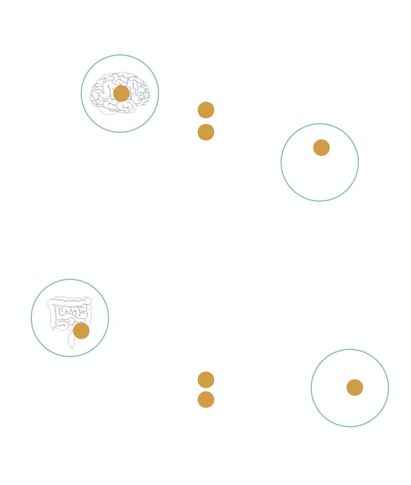 Orinova schéma anatomie